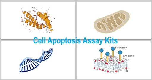 [KS-CELL-302] Annexin V – EGFP/ PI Apoptosis Assay Kit