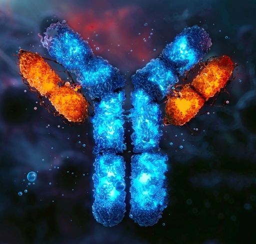 Cyclin H Antibody - 100µg