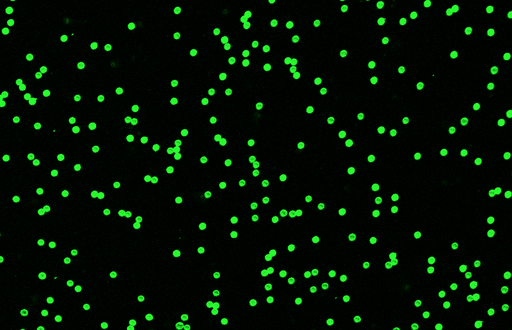 [AFG-5000-NH2] Green PS Fluorescent Particles, 50-60 um-NH2