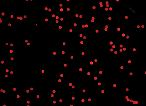 [AFR-2500-NH2] Red PS Fluorescent Particles, 25 um-NH2